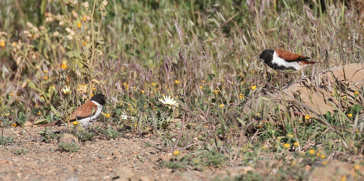 Black-headed Canary - ML616933728