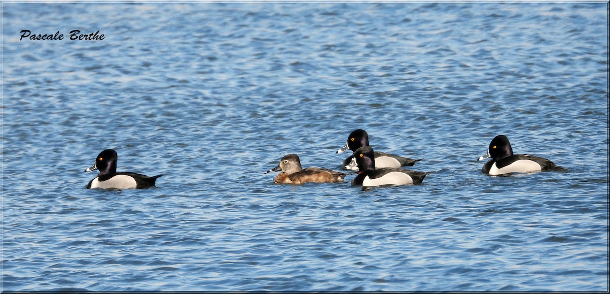 Ring-necked Duck - Pascale Berthe