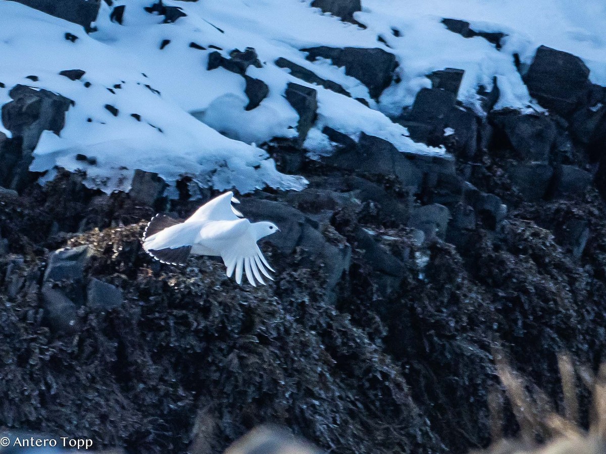 Willow Ptarmigan - Antero Topp