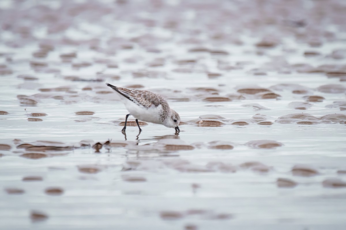 Sanderling - ML616933755