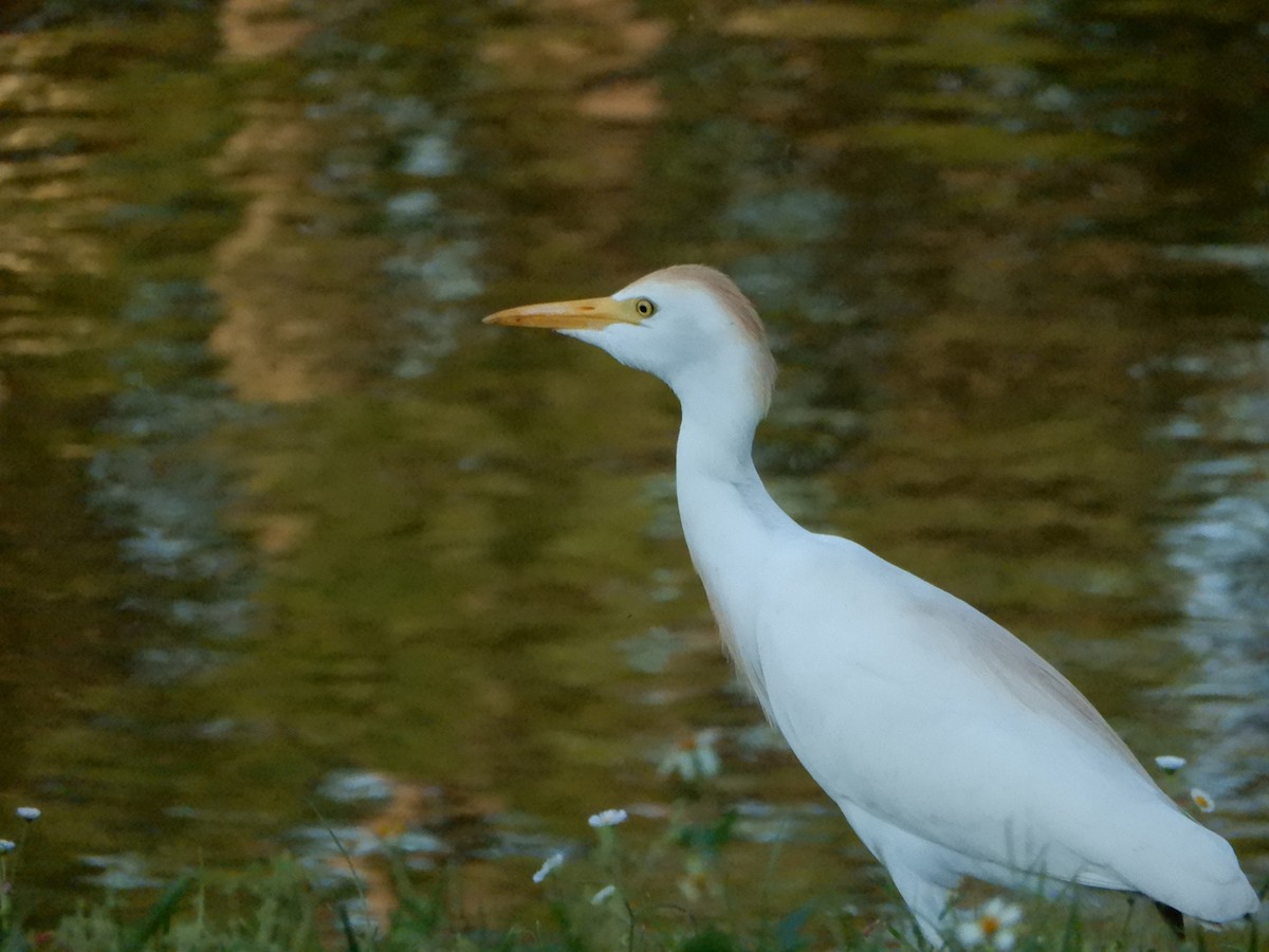 Western Cattle Egret - ML616933760