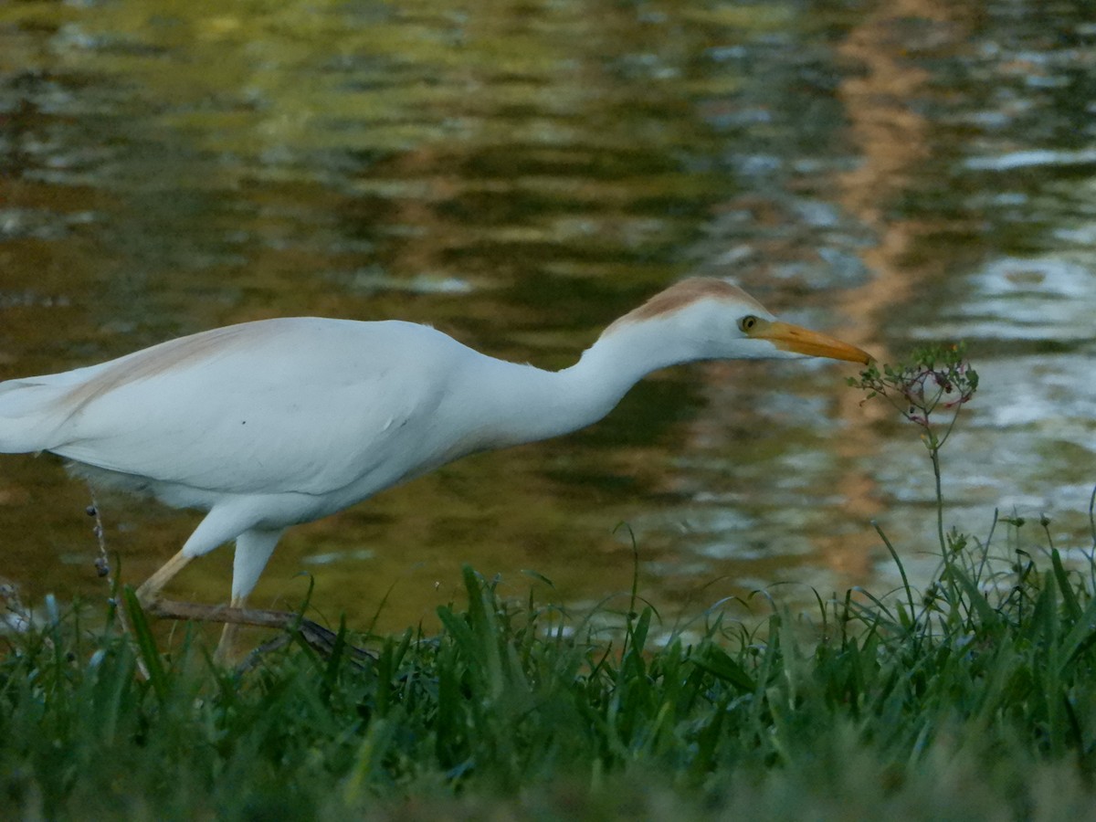 Western Cattle Egret - ML616933761