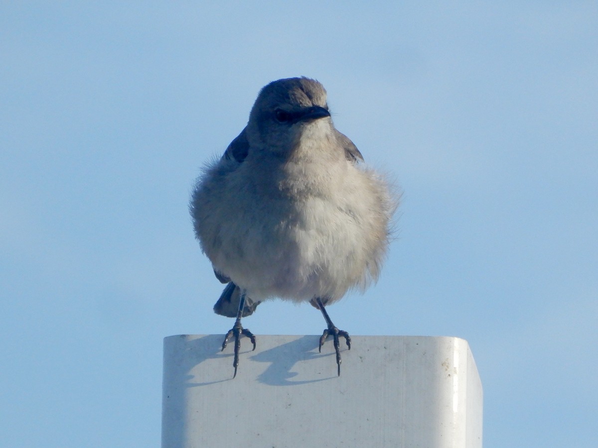 Northern Mockingbird - ML616933762