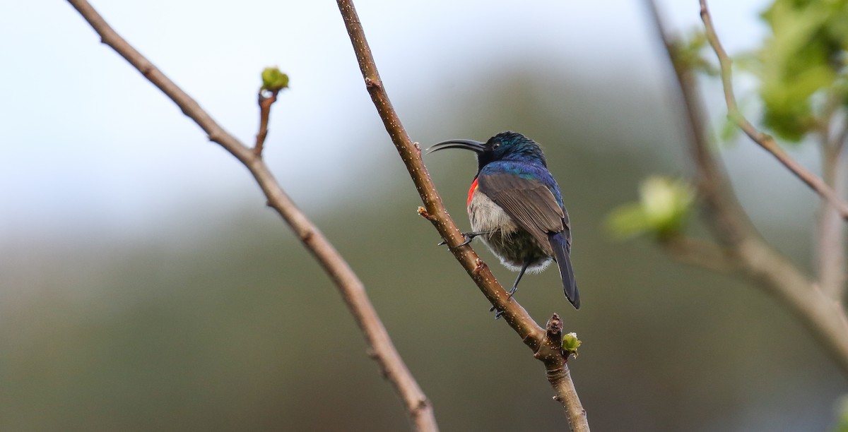 Greater Double-collared Sunbird - Brian Small