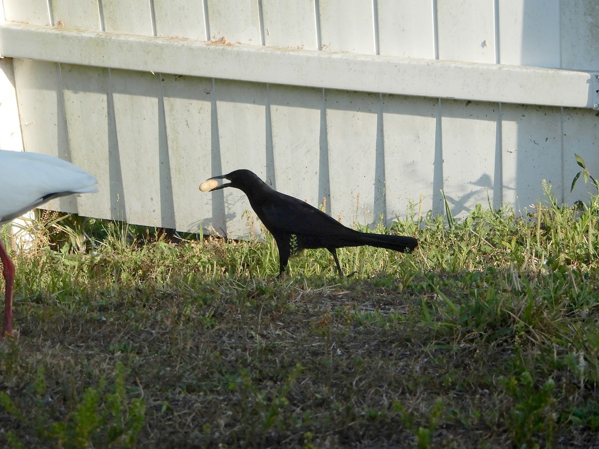 Boat-tailed Grackle (westoni) - ML616933768