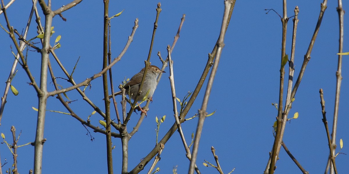 Piping Cisticola - Brian Small