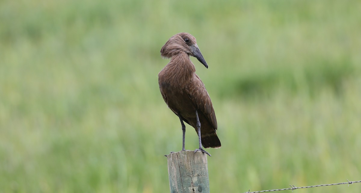 Hamerkop - Brian Small