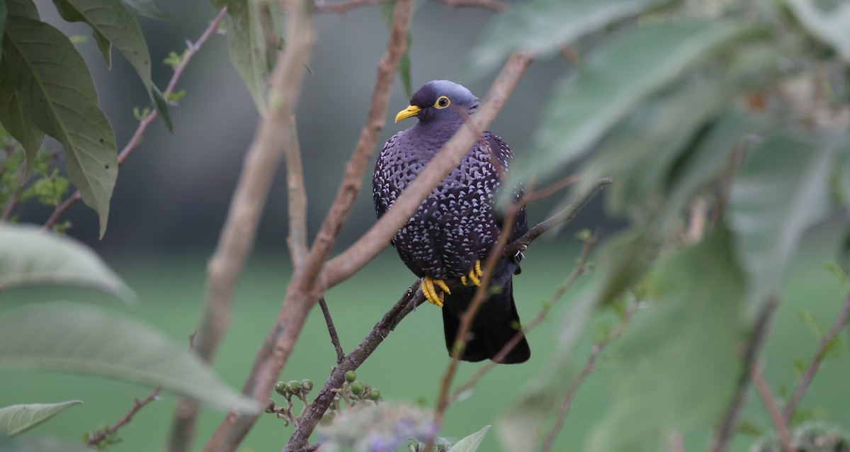 Rameron Pigeon - Brian Small