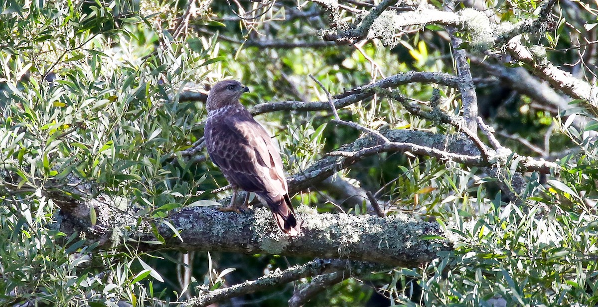 Forest Buzzard - ML616933802