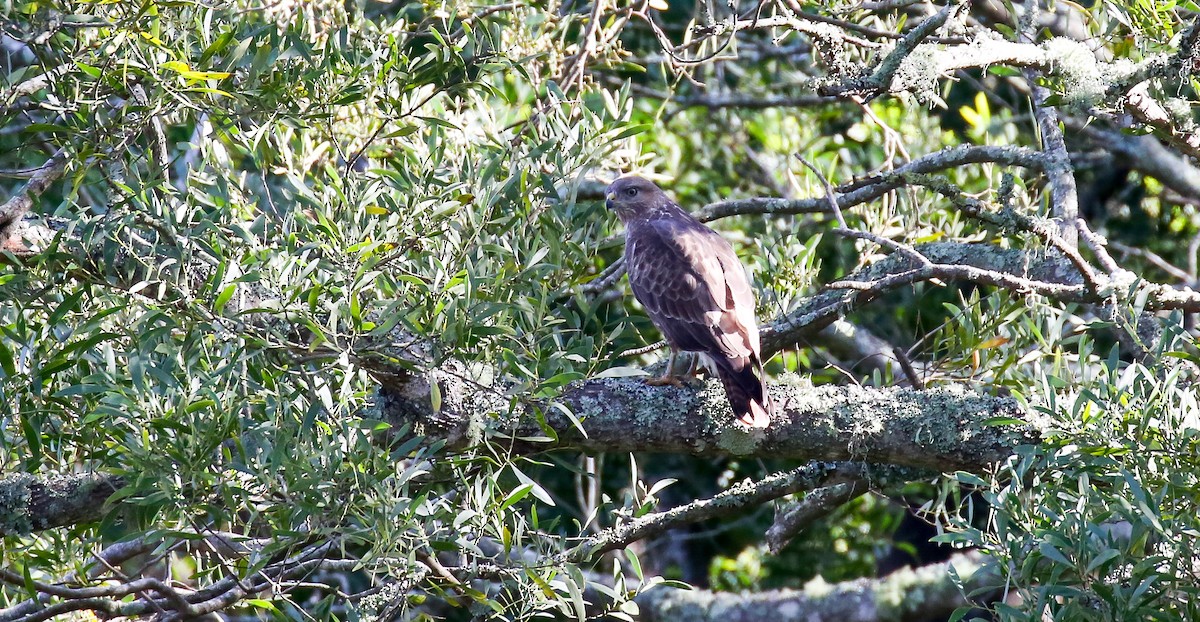 Forest Buzzard - ML616933803