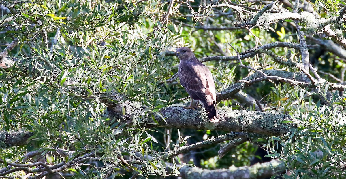 Forest Buzzard - ML616933804