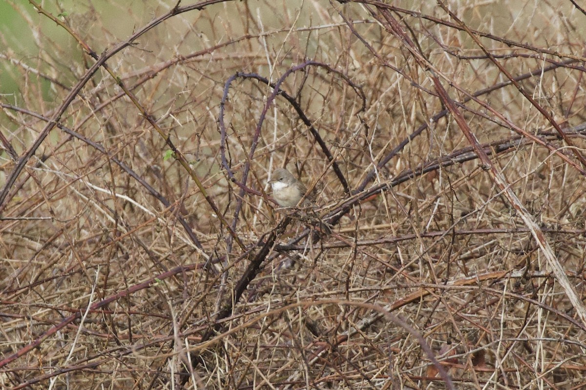 Greater Whitethroat - ML616933883