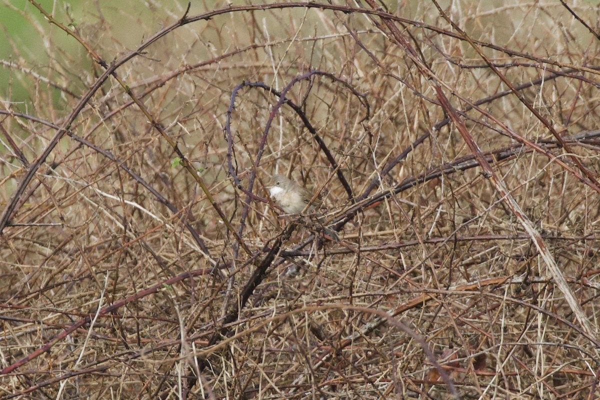 Greater Whitethroat - ML616933884