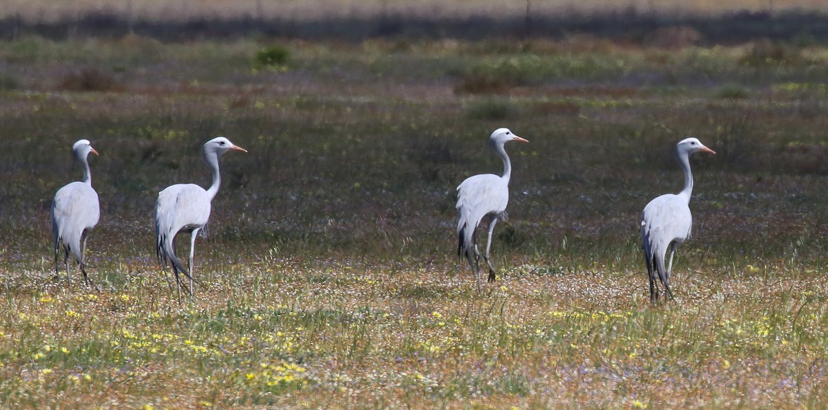 Blue Crane - ML616933907