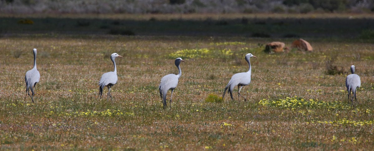 Blue Crane - Brian Small