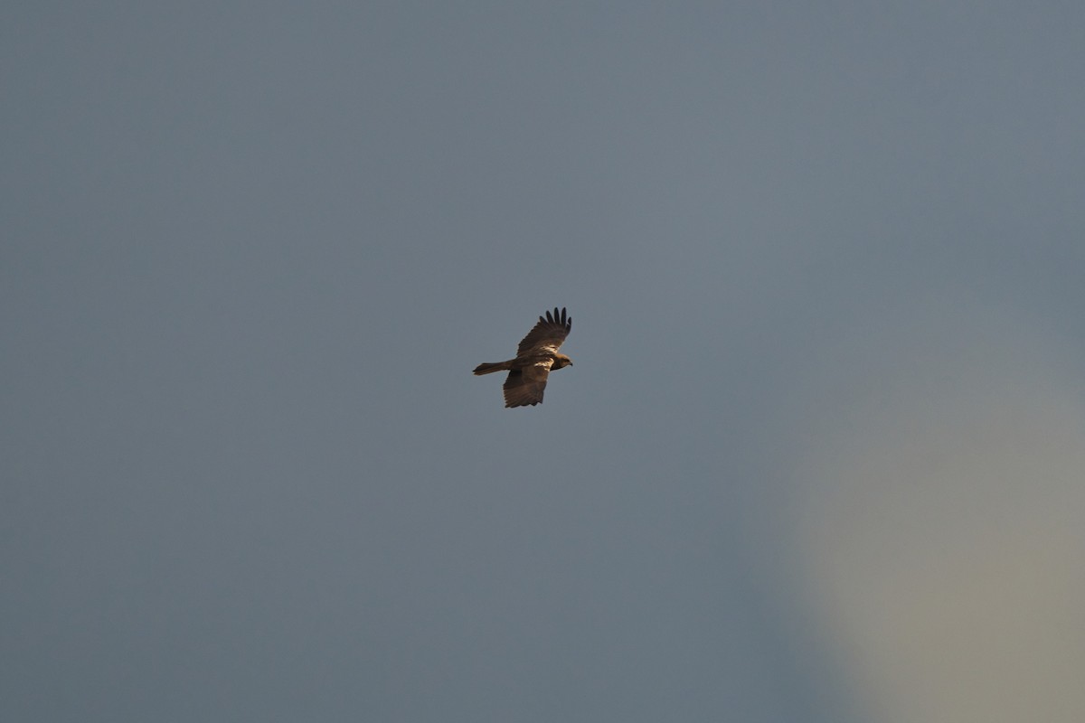 Western Marsh Harrier - Nicola Marchioli