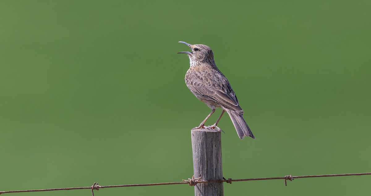 Cape Lark - Brian Small