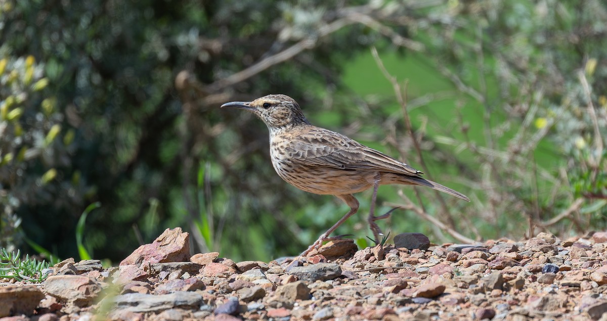 Cape Lark - ML616933921