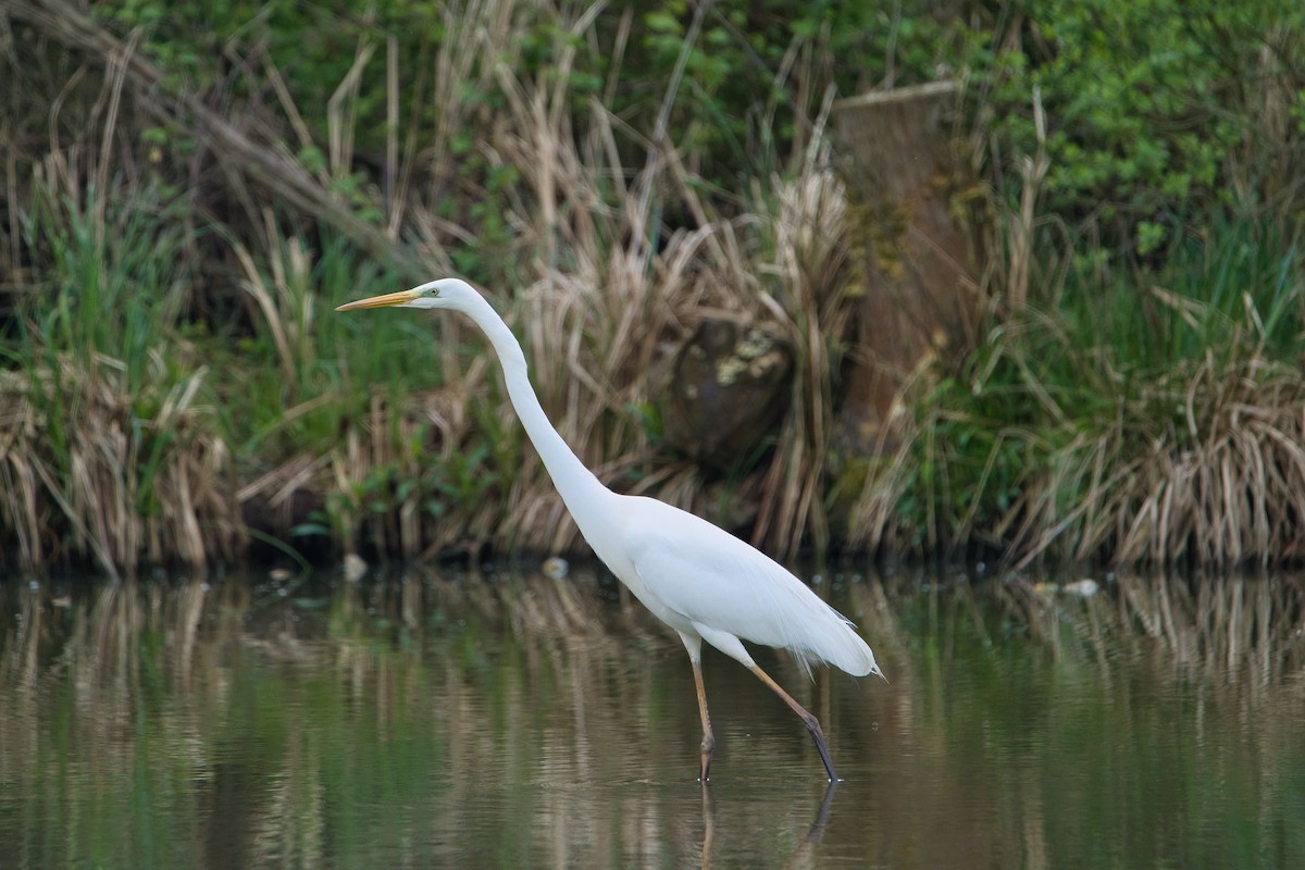 Great Egret - Nicola Marchioli