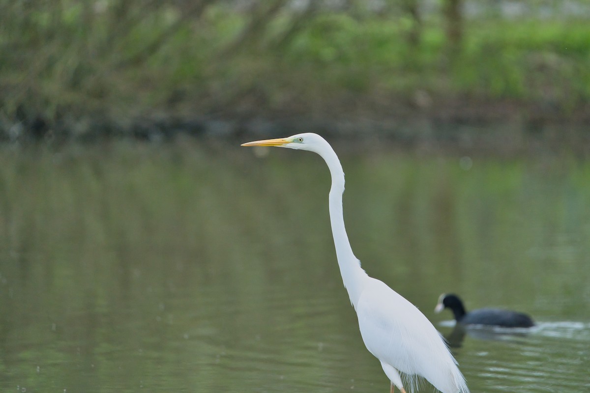 Great Egret - Nicola Marchioli