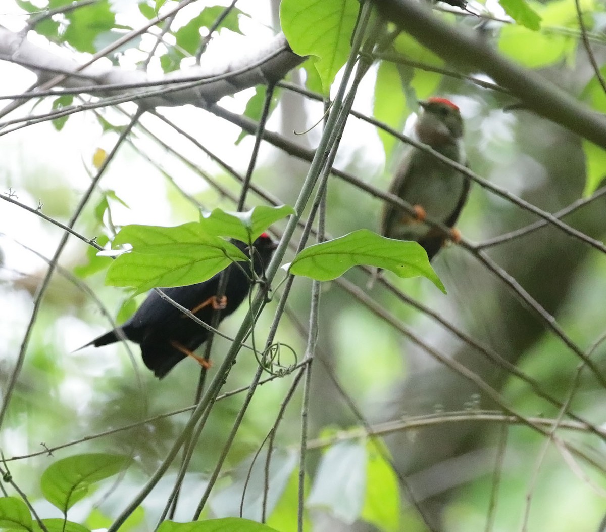 Lance-tailed Manakin - Trevor Ellery