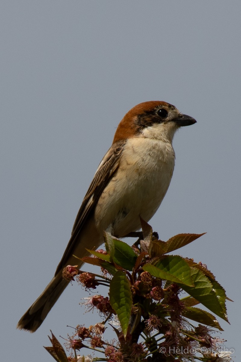 Woodchat Shrike - ML616933951