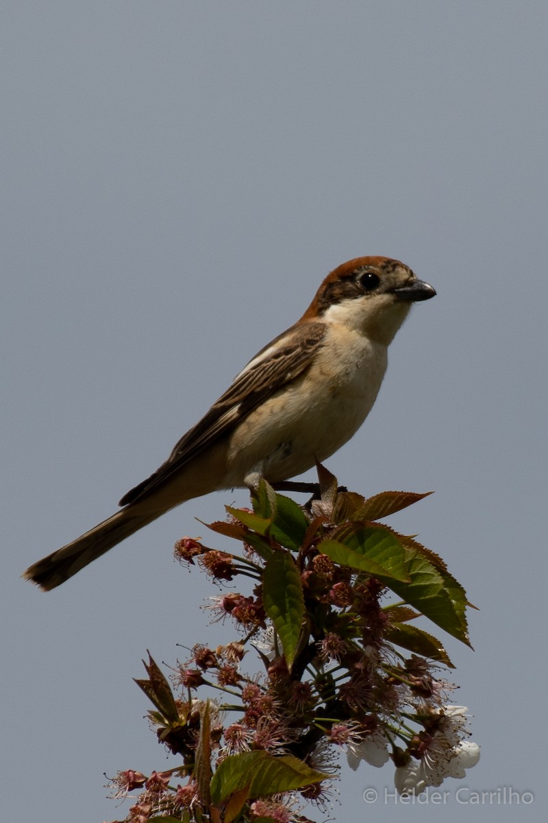 Woodchat Shrike - ML616933952