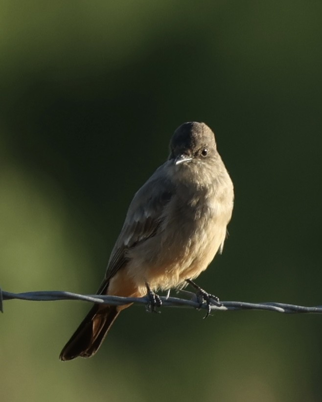 Say's Phoebe - ML616933958