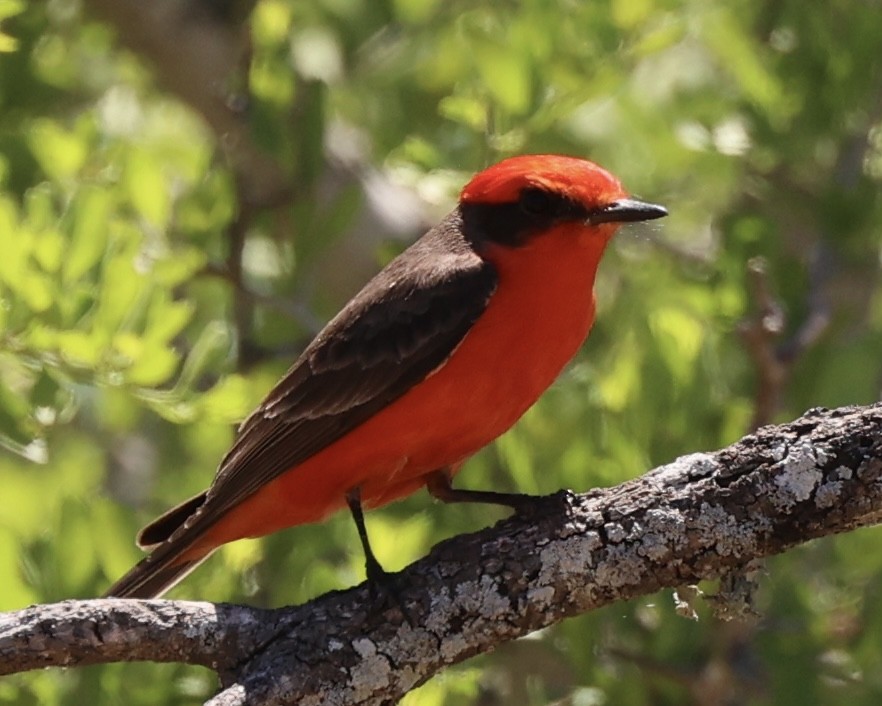 Vermilion Flycatcher - ML616933970