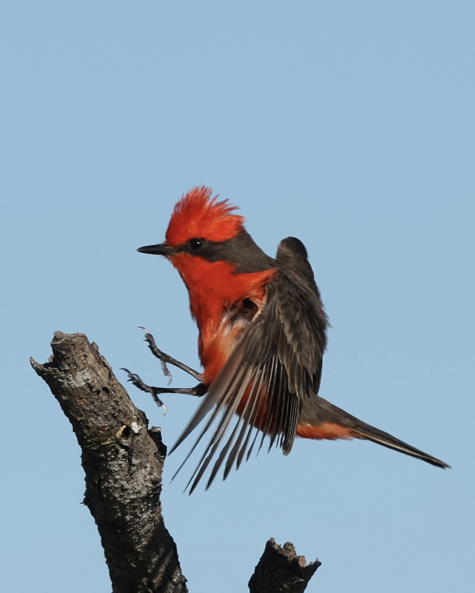 Vermilion Flycatcher - ML616933971