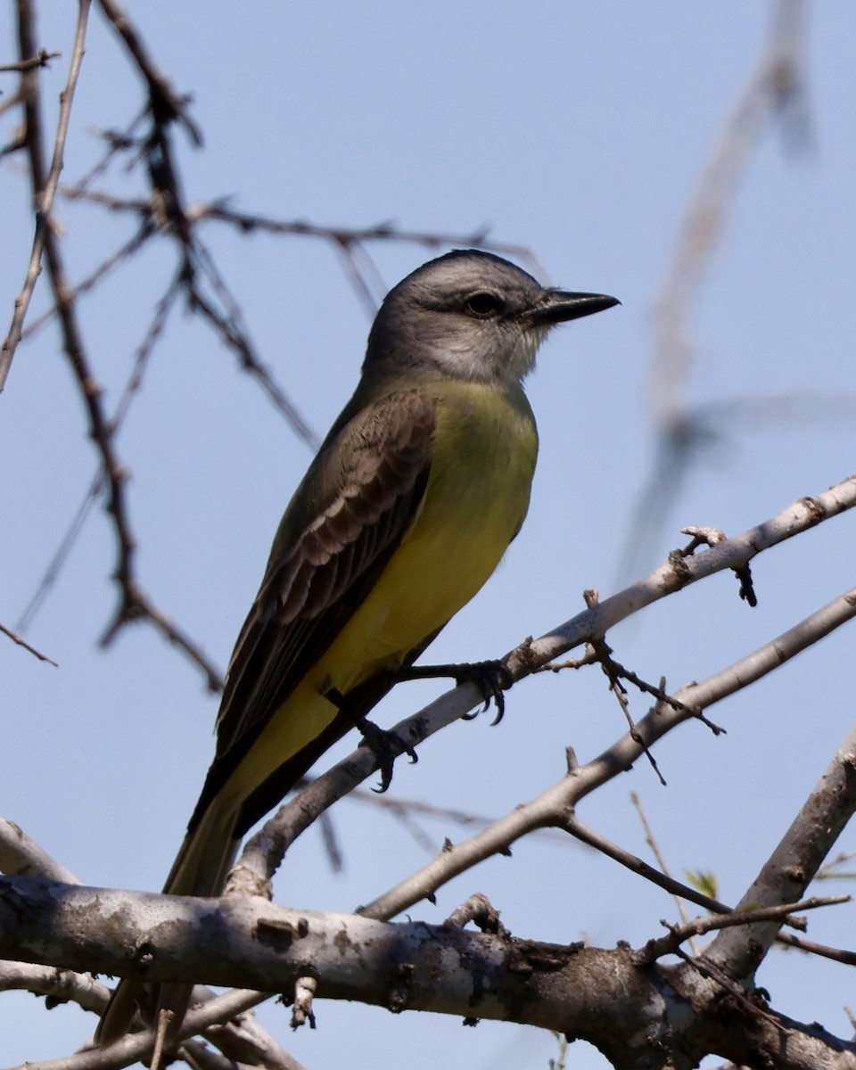 Couch's Kingbird - ML616933981