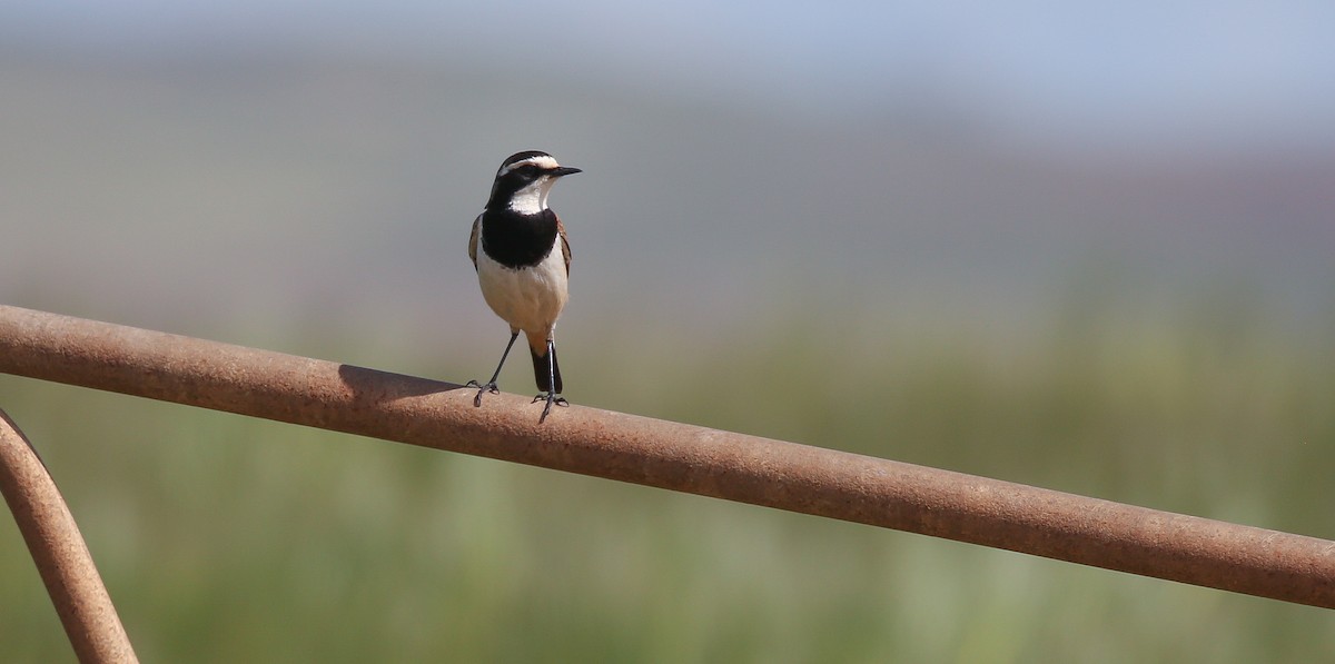 Capped Wheatear - Brian Small