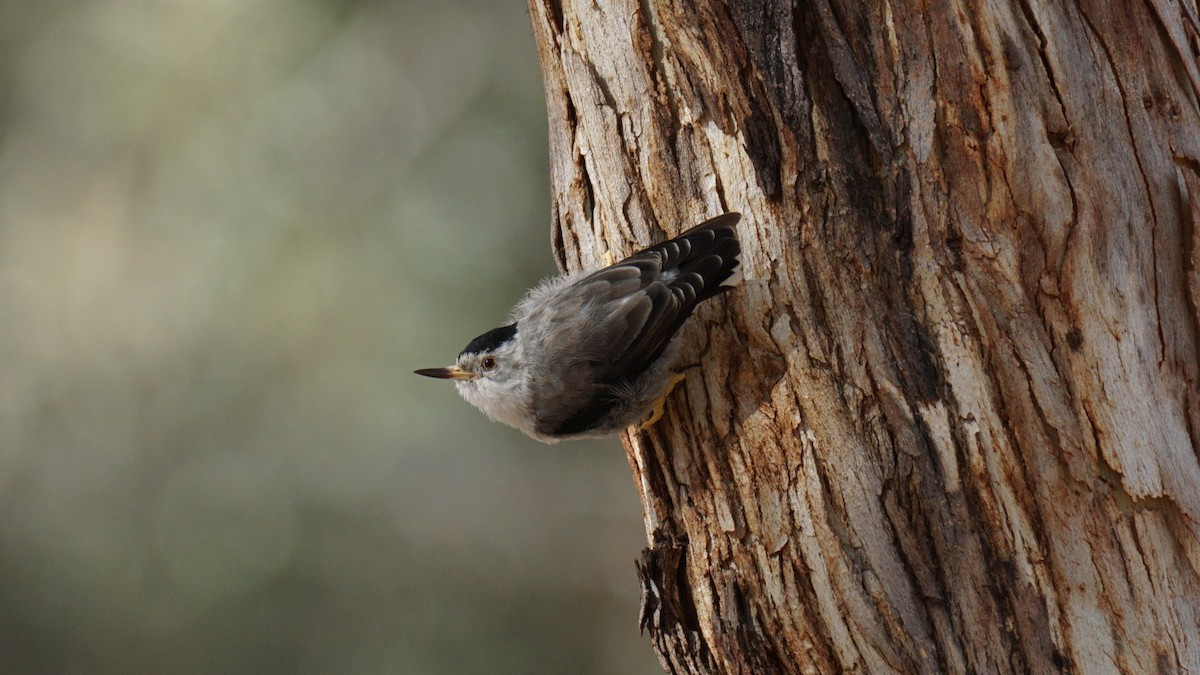 Varied Sittella - ML616934002