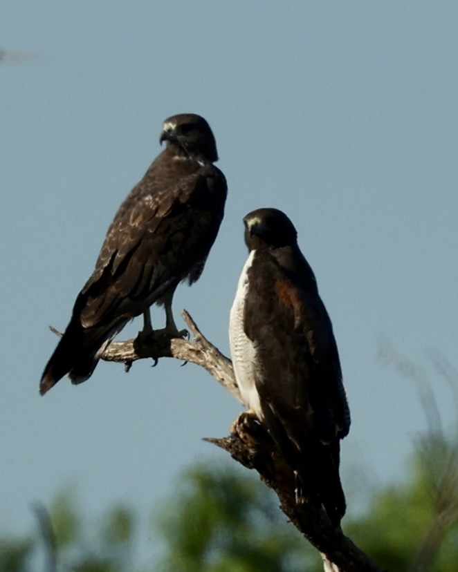 Weißschwanzbussard - ML616934045