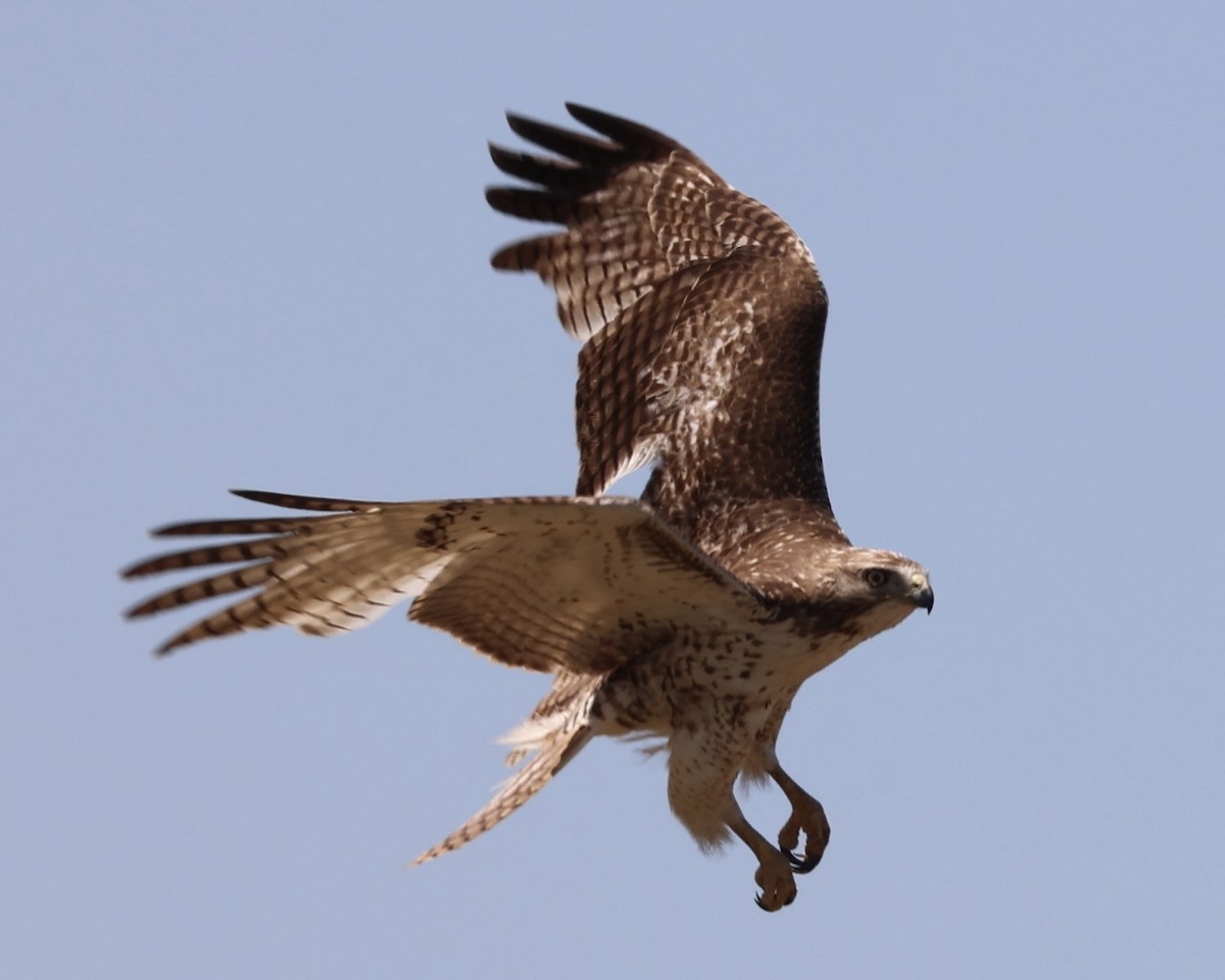 Red-tailed Hawk - ML616934054