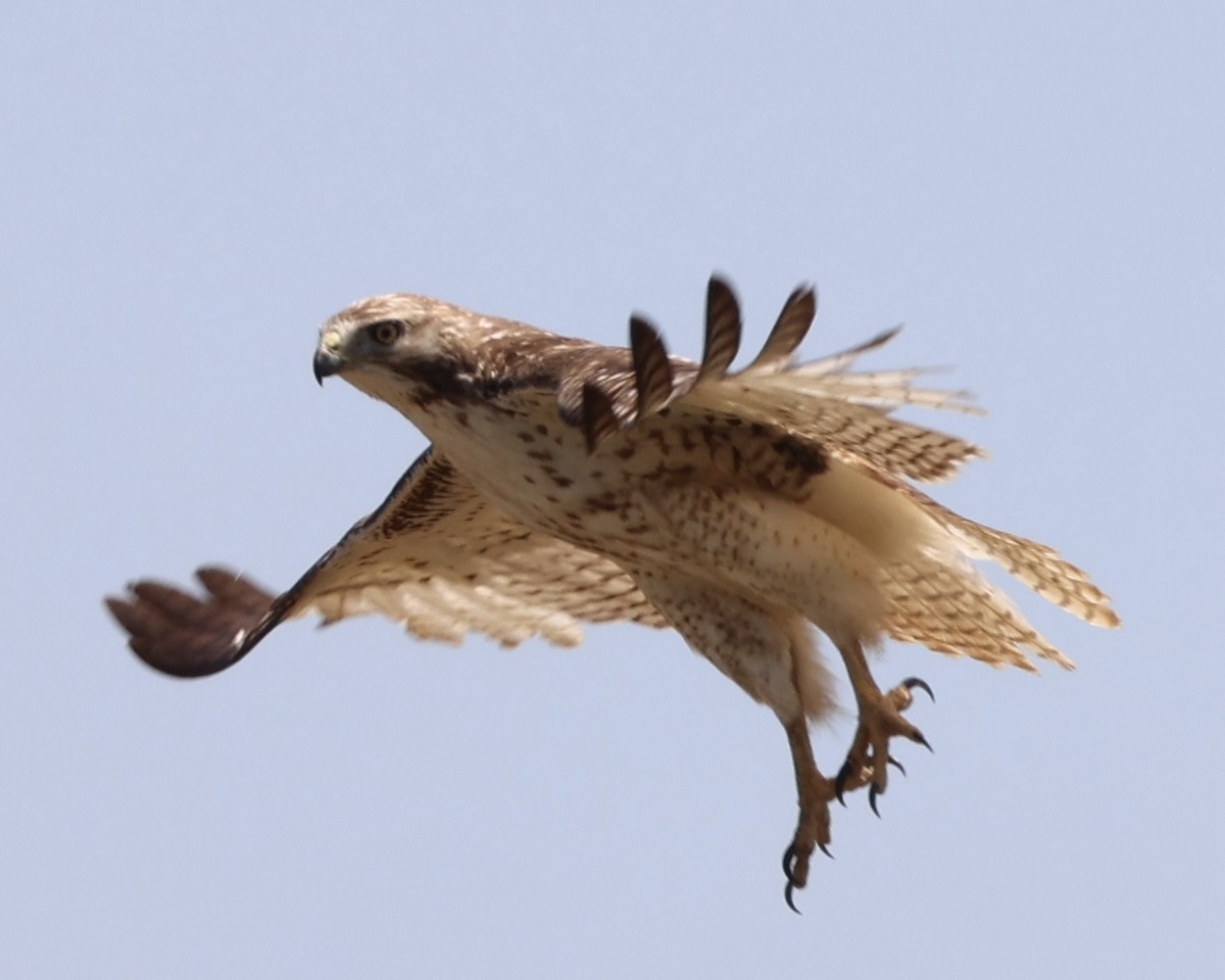 Red-tailed Hawk - ML616934055
