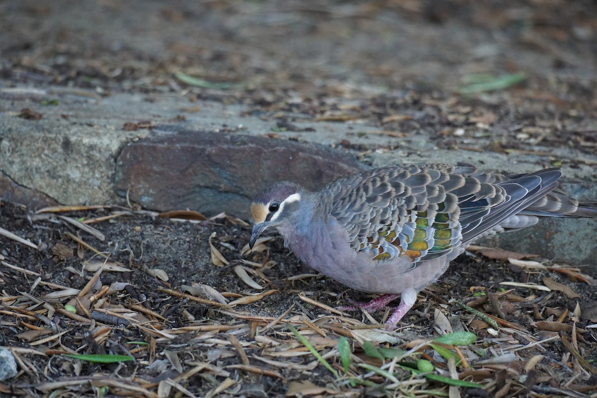 Common Bronzewing - ML616934071