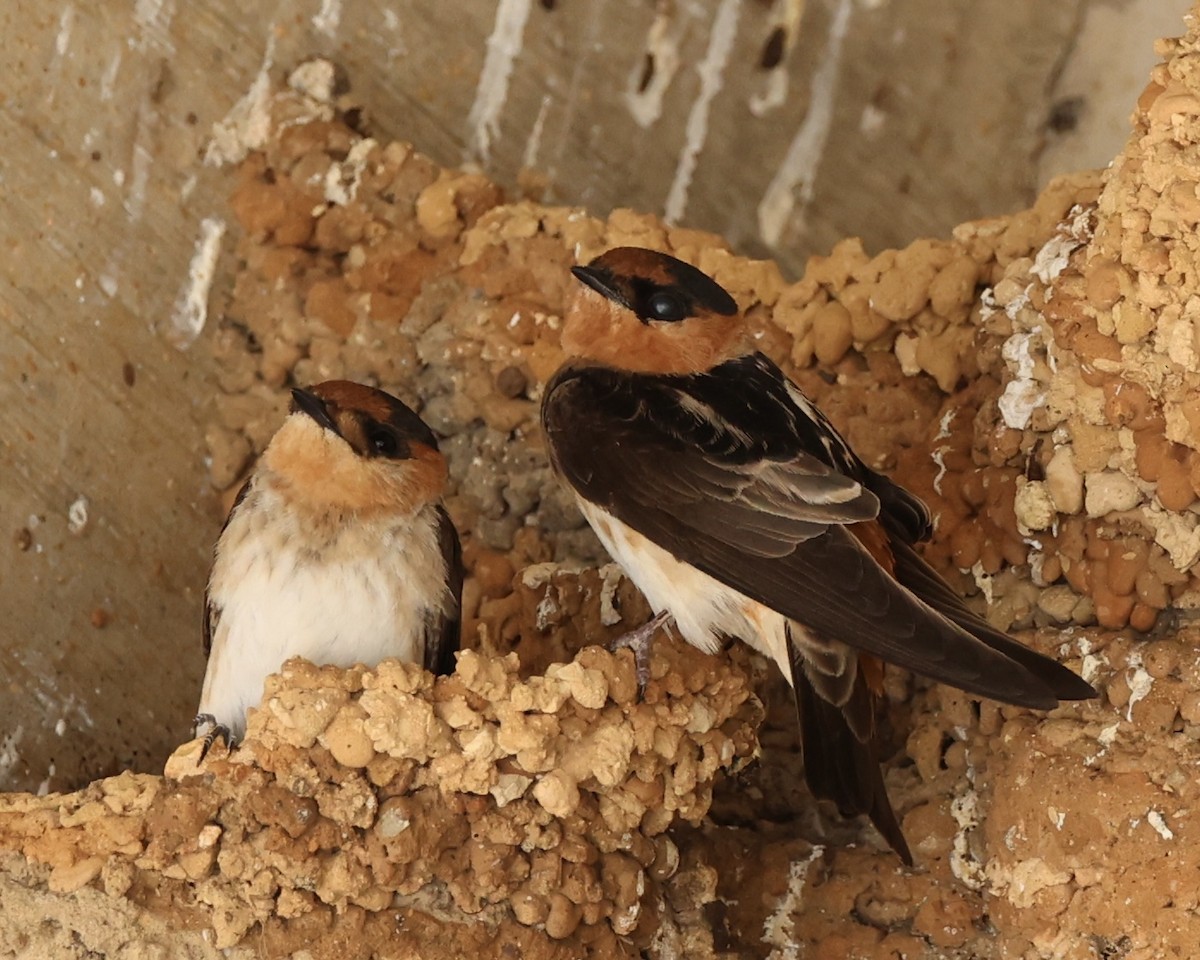 Cave Swallow - ML616934113