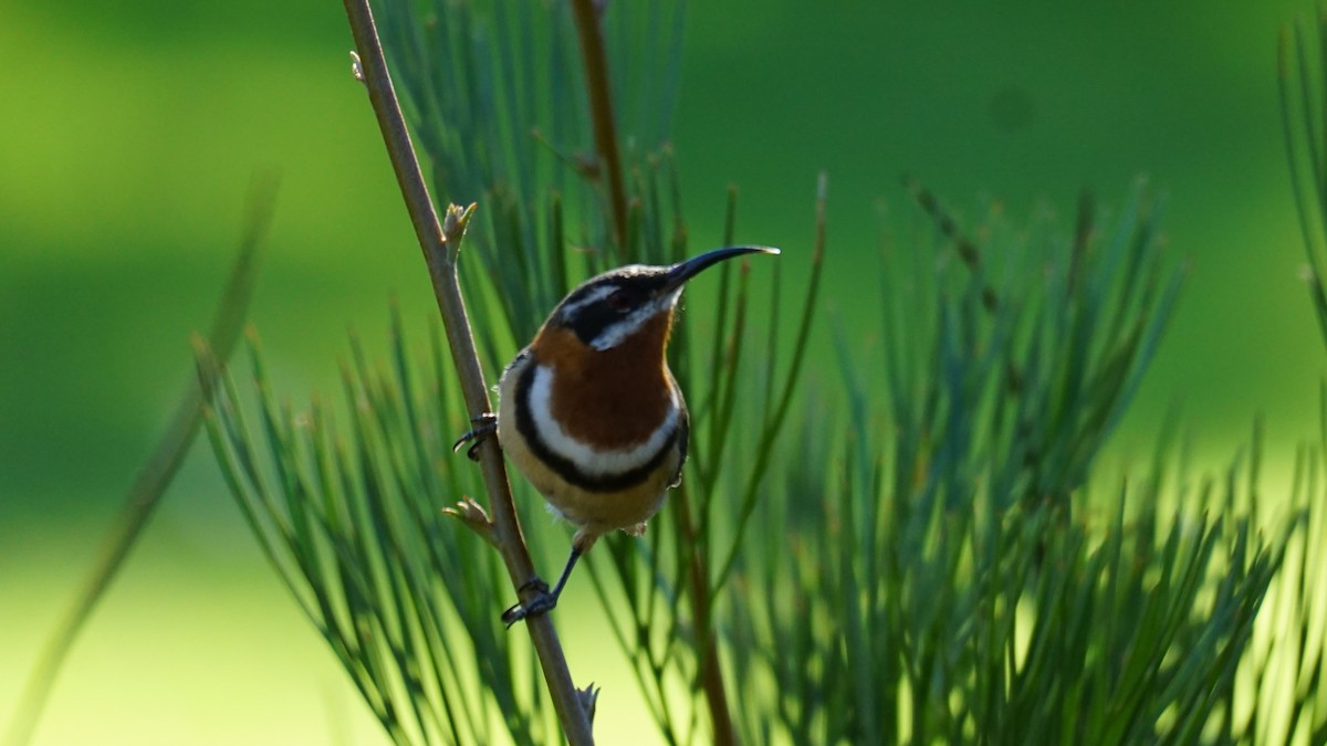 Western Spinebill - Daniel Delany