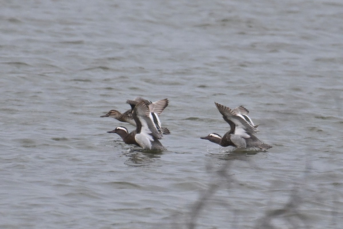 Garganey - Ting-Wei (廷維) HUNG (洪)