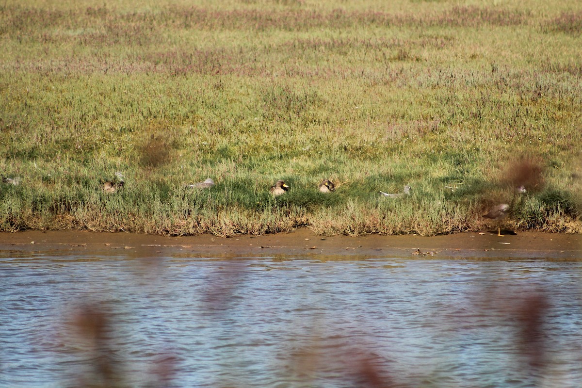 Yellow-billed Teal - ML616934146