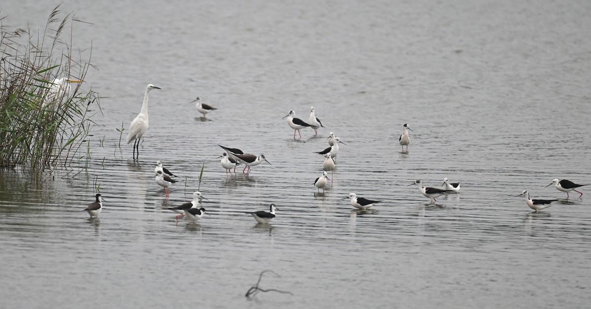 Black-winged Stilt - ML616934147