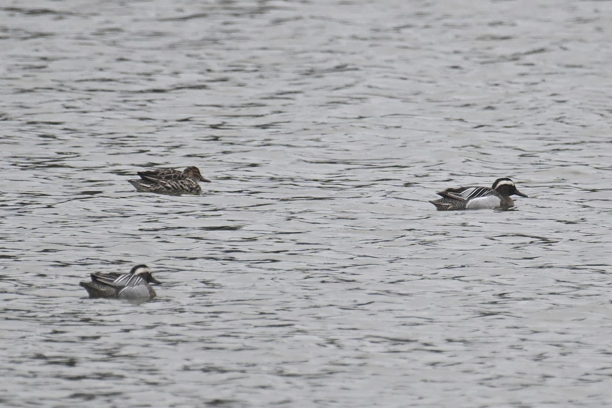 Garganey - ML616934149