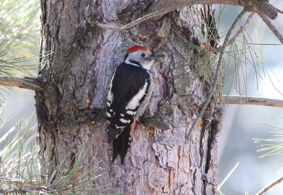 Middle Spotted Woodpecker - ML616934180
