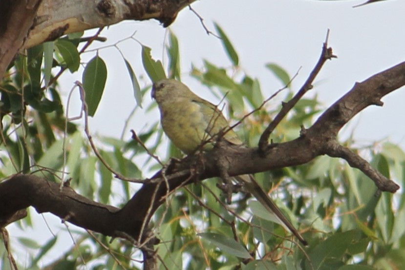 Red-rumped Parrot - ML616934252