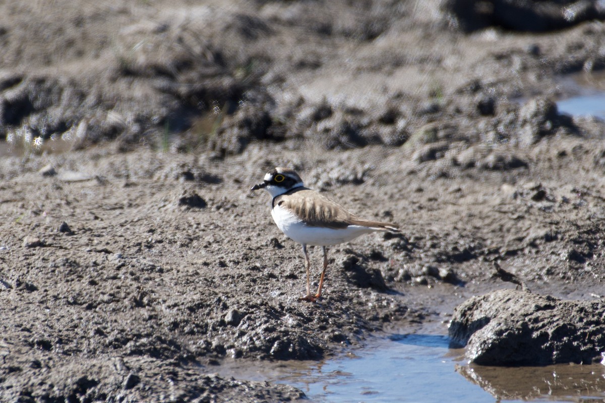 Little Ringed Plover - ML616934258