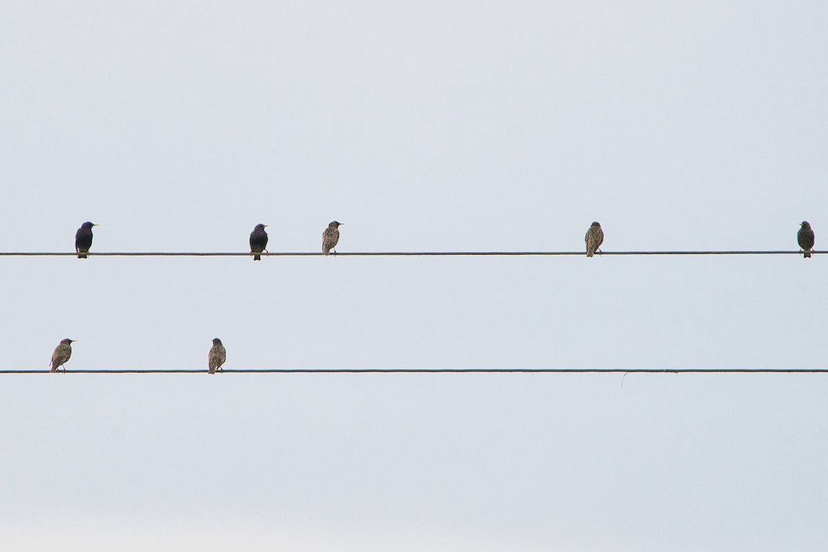 European Starling - Nicola Marchioli