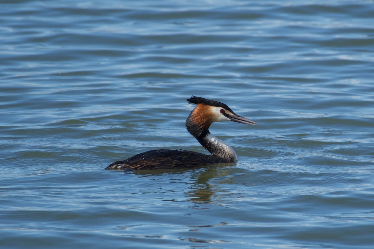 Great Crested Grebe - ML616934265