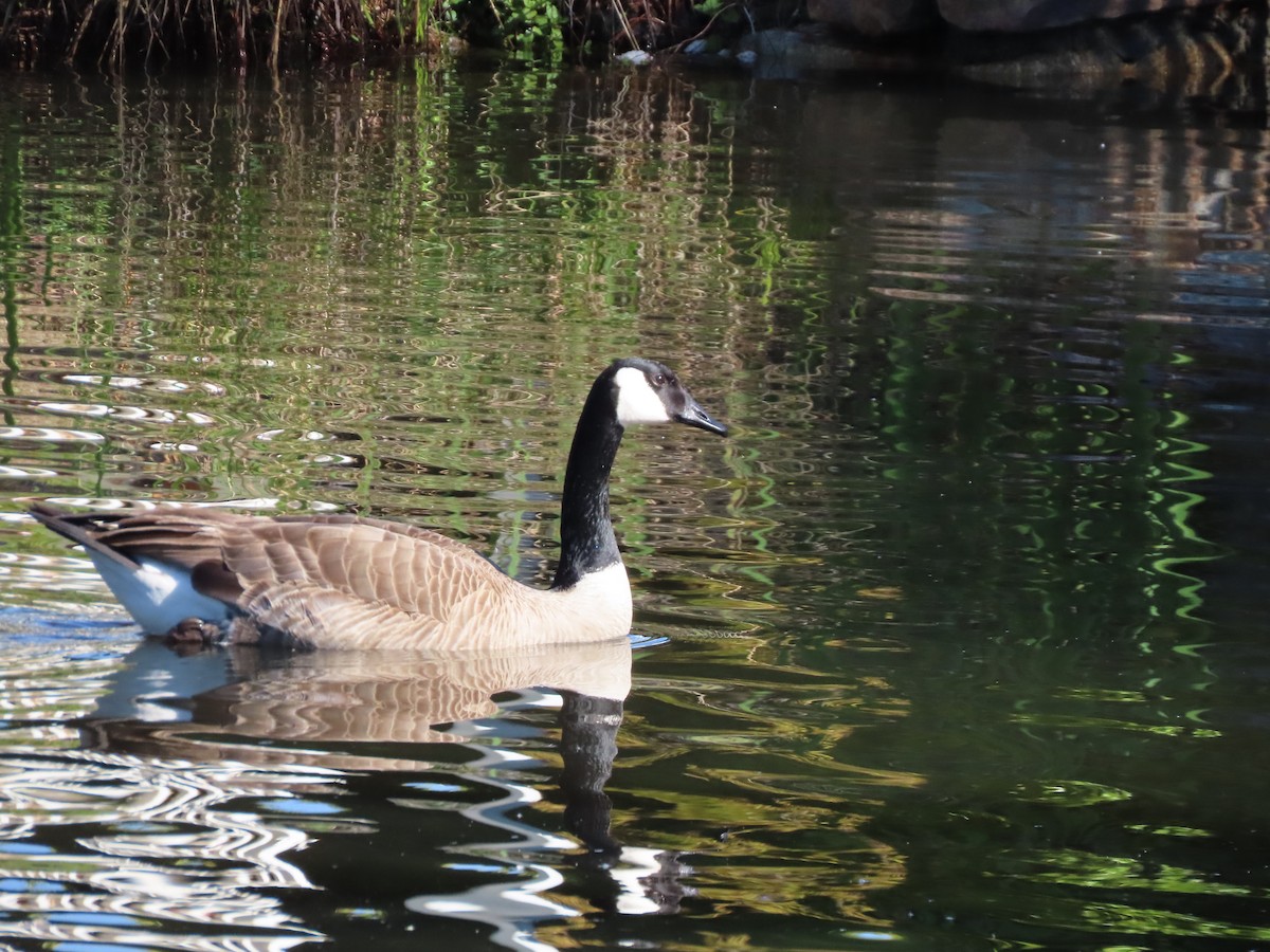 Canada Goose - ML616934333