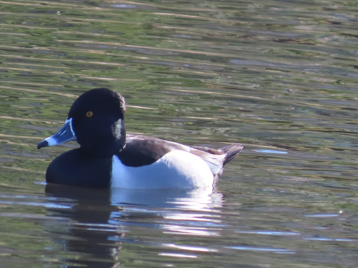Ring-necked Duck - ML616934377